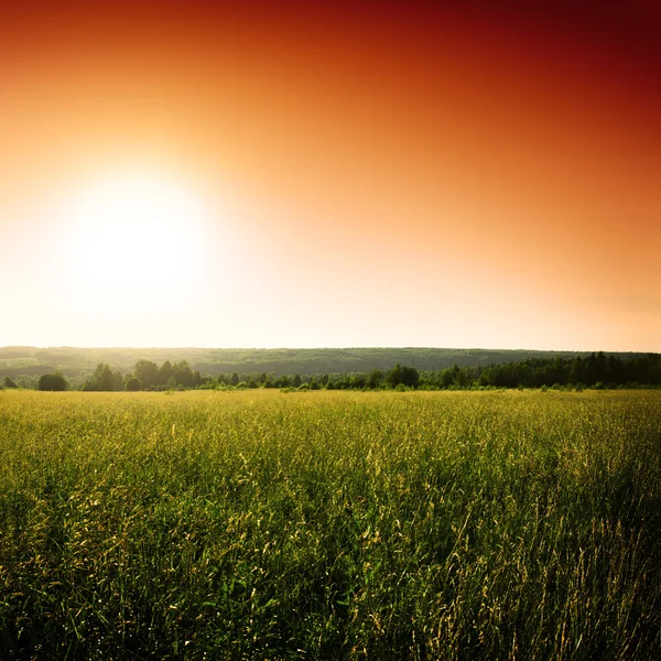 Зеленое поле и солнце — стоковое фото