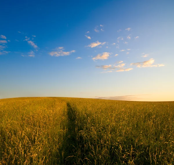 Bidang Rumput Dan Matahari Terbenam — Stok Foto