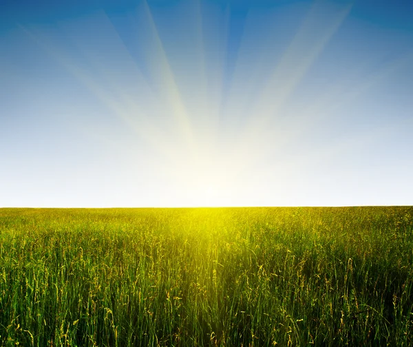 Поле трави і заходу сонця — стокове фото