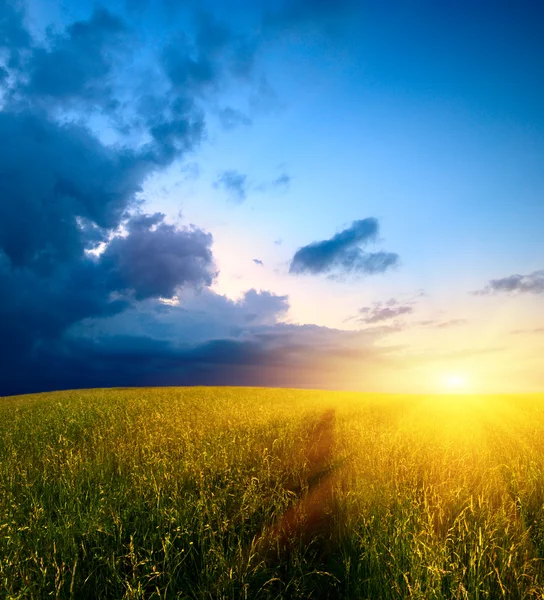 Feld Von Gras Und Sonnenuntergang — Stockfoto
