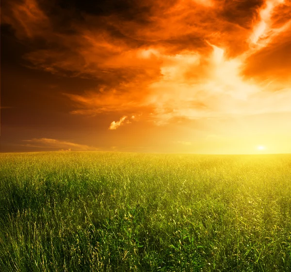 Grasveld en zonsondergang — Stockfoto