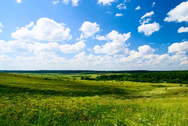 stock image Field of grass and forest