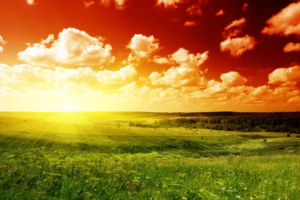 Sommer Landschaft Feld Von Grünem Gras Und Sonnenuntergang — Stockfoto