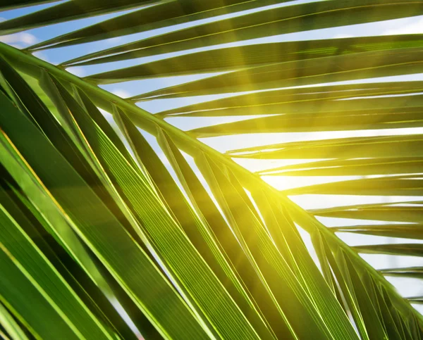Blad van palm — Stockfoto