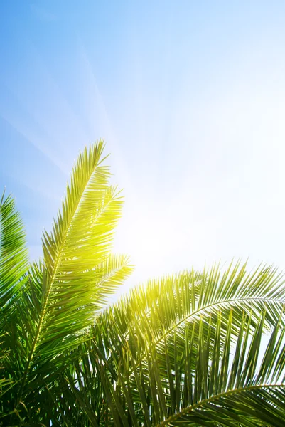Palma Verde Sol Manhã — Fotografia de Stock