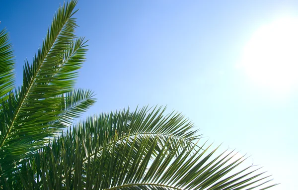 Yeşil Palmiye Sabah Güneşi — Stok fotoğraf