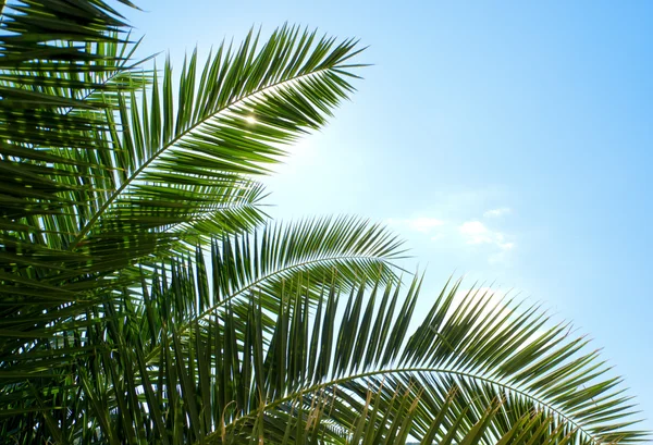Palmiye Sabah Güneşi — Stok fotoğraf