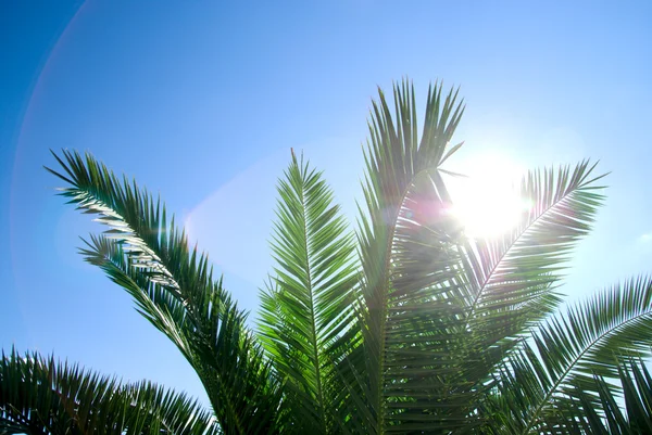 Пальмове Ранкове Сонце — стокове фото