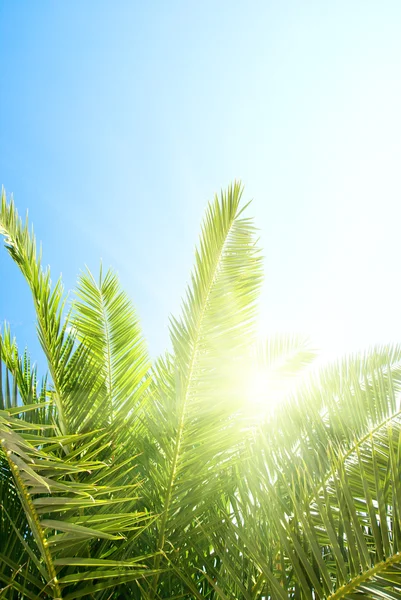 Grüne Palme Und Morgensonne — Stockfoto