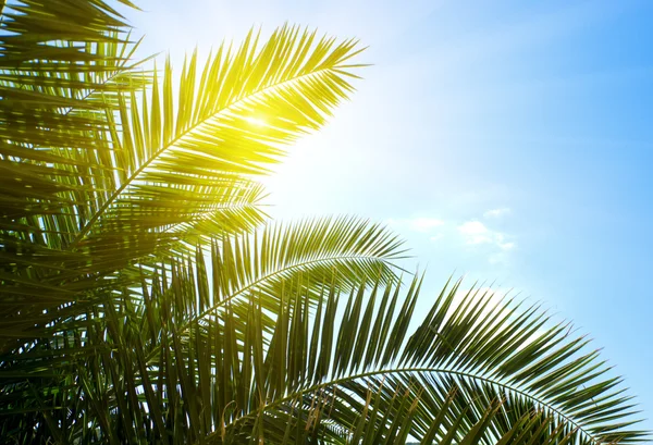 Palm Och Morgon Solen — Stockfoto