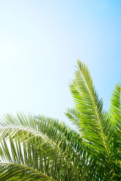 Palm och morgon solen — Stockfoto