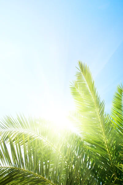 绿棕榈和晨阳 — 图库照片