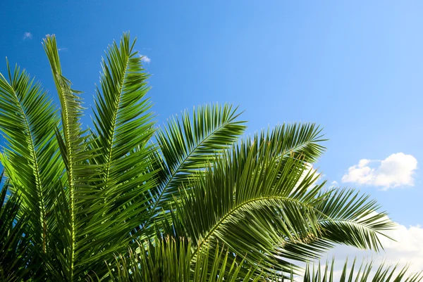 Palm en ochtend zon — Stockfoto