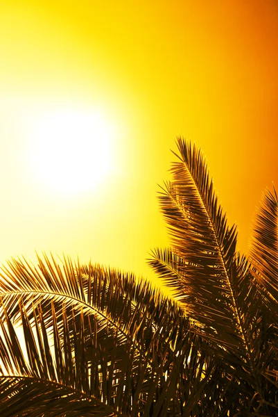 叶子的棕榈和充满活力的日落 — 图库照片