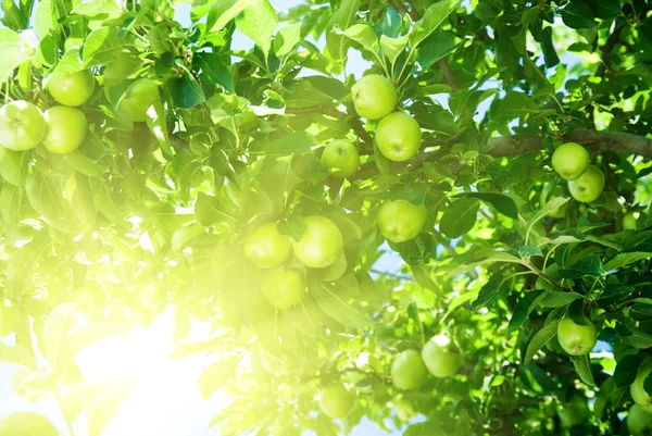 stock image Apple tree