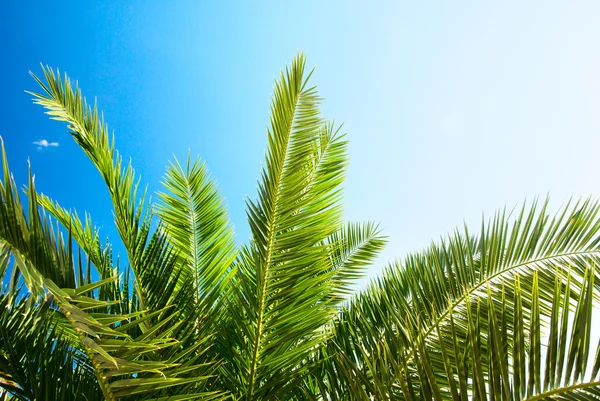 Palma Verde Sol Manhã — Fotografia de Stock