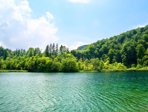Зеленое Озеро Лесу — стоковое фото