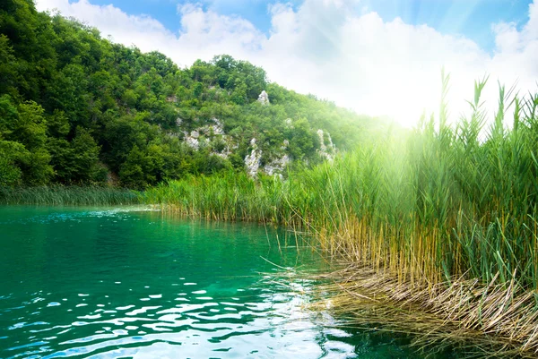 Зеленое Озеро Глубоком Лесу — стоковое фото