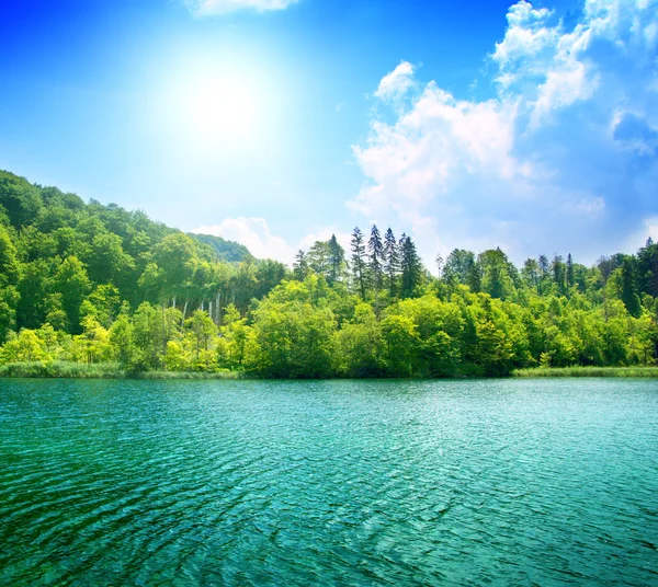 Зеленое Озеро Лесу — стоковое фото
