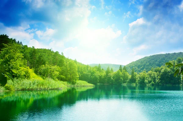 Озеро зеленої води в лісі — стокове фото