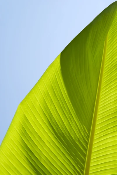 Cultivo Hoja Palma Plátano — Foto de Stock