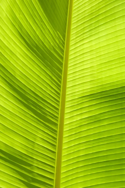 Bananenblatt — Stockfoto
