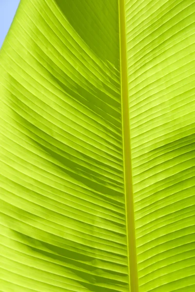 Oříznutí Palm Banánový List — Stock fotografie