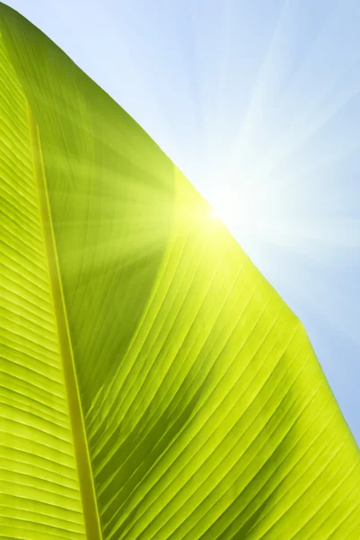 Oříznutí Palm Banánový List — Stock fotografie