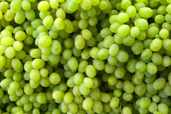 Yeşil üzüm şarap — Stok fotoğraf