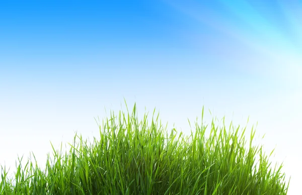 Трава Голубое Небо — стоковое фото