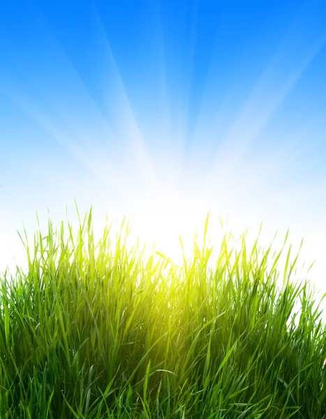 Трава и солнце — стоковое фото