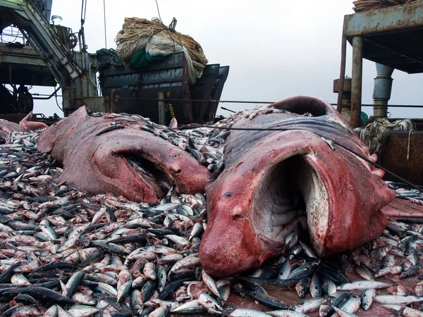Tiburones Caballa Aplastada Buque Factoría Cubierta —  Fotos de Stock