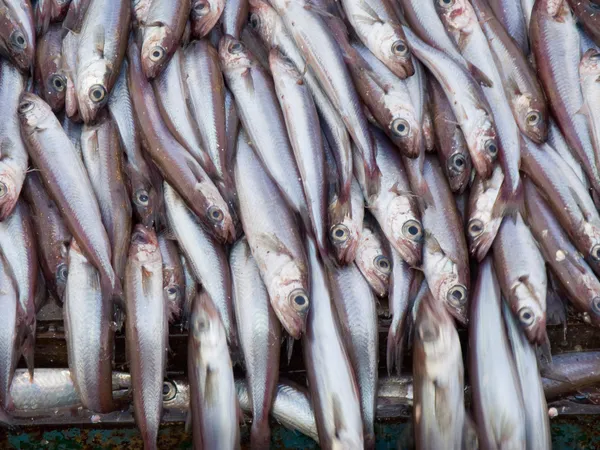 Vissen op dek fabrieksvaartuig — Stockfoto