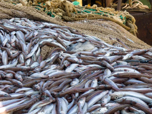 Pesca Merlán Azul Buque Factoría Cubierta —  Fotos de Stock