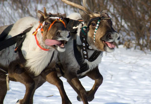 Reindeers yarış — Stok fotoğraf