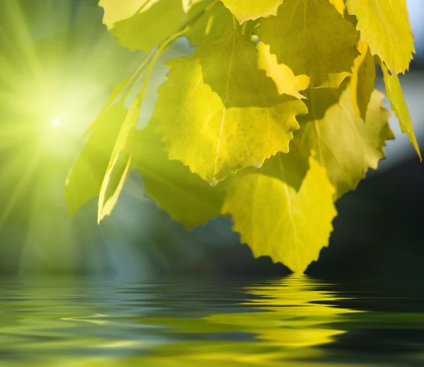 Листья осины — стоковое фото