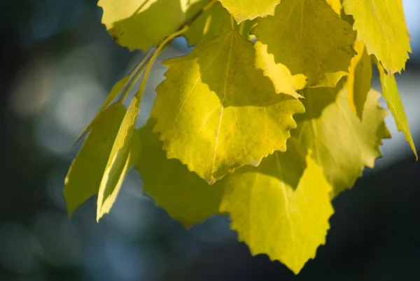 Το φθινόπωρο τα φύλλα του aspen — Φωτογραφία Αρχείου