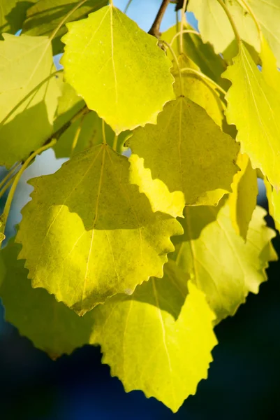 アスペンの秋の葉 — ストック写真