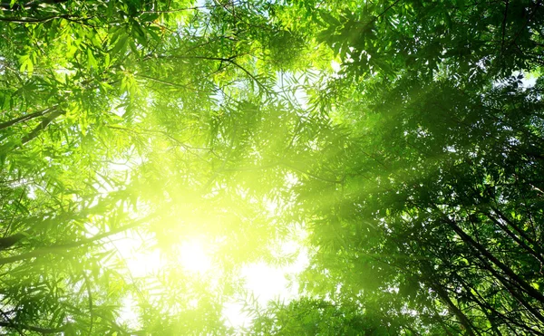 Ακτίνες Του Ήλιου Στο Βαθύ Καλοκαιρινό Δάσος — Φωτογραφία Αρχείου