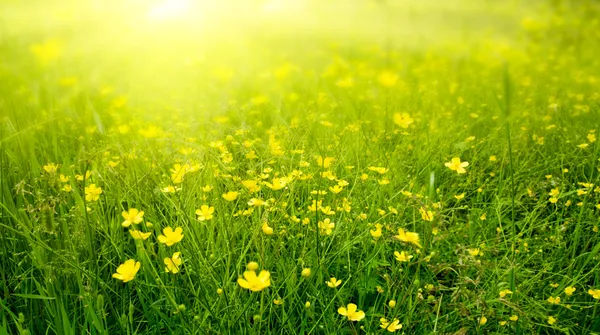 Pole Wiosennych Kwiatów Światła Słonecznego — Zdjęcie stockowe