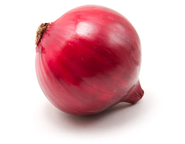 One Onion Isolated White Background — Stock Photo, Image