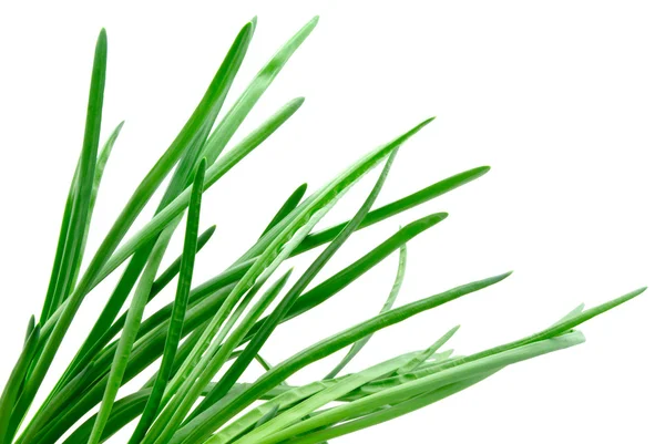 Green fresh onion background — Stock Photo, Image