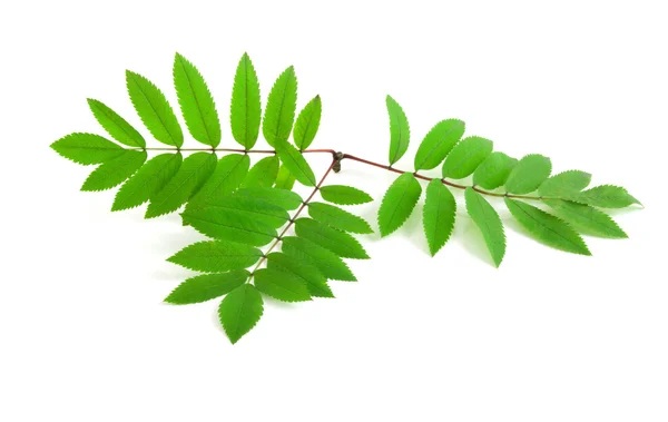 stock image Leaves of rowan tree isolated on the white