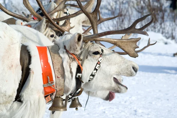 Racing of reindeers — Stock Photo, Image