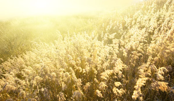 Otoño hierba amarilla y puesta de sol — Foto de Stock