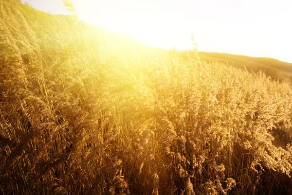秋の黄色い草と日没 — ストック写真