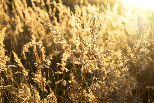 Žluté trávy a západ slunce — Stock fotografie