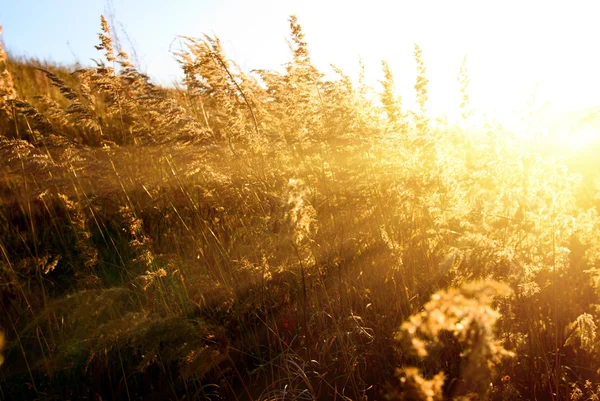 秋天的黄色草和日落 — 图库照片