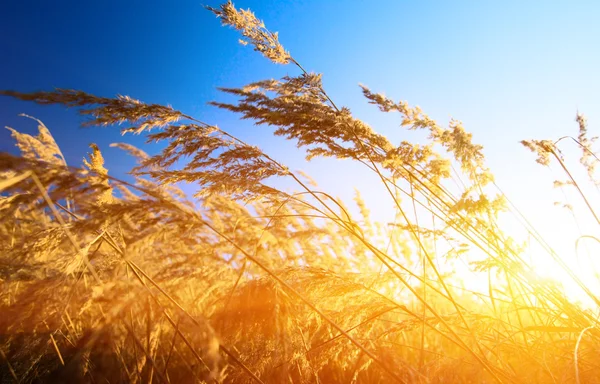 Jesienią żółte trawy i zachód słońca — Zdjęcie stockowe