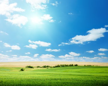 Oat field and sunny sky clipart